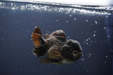 Short Body Thai Oranda  Bronze 3.5 Inch (ID#1008To14b-68) Free2Day SHIPPING