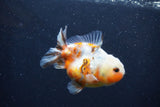 Yuan Bao Oranda  Calico 3.5 Inch (ID#1231Yb10b-61) Free2Day SHIPPING