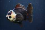 Short Body Thai Oranda  Panda 4.5 Inch (ID#902To14a-79)