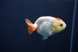 Baby Ranchu  Red White 2.5 Inch (ID#1231R9c-35) Free2Day SHIPPING