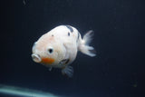 Milk Cow Ranchu  Calico 4 Inch (ID#1004R9a-63) Free2Day SHIPPING