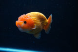 Ranchu  Red White 3.5 Inch (ID#1112R5c-107) Free2Day SHIPPING