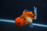 Yuan Bao Oranda  Calico 4 Inch (ID#1206To10b-80) Free2Day SHIPPING