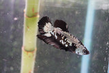 Black   Samurai Plakat Male Betta (ID#801-M121) Free2Day SHIPPING