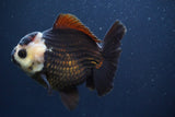 Short Body Thai Oranda  Panda 4.5 Inch (ID#902To14a-79)