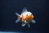 Yuan Bao Oranda  Calico 3.5 Inch (ID#1231Yb10b-61) Free2Day SHIPPING