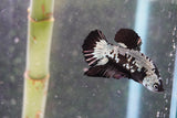 Black   Samurai Plakat Male Betta (ID#801-M121) Free2Day SHIPPING