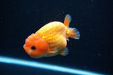 Ranchu  Red White 3.5 Inch (ID#1112R5c-107) Free2Day SHIPPING