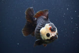 Short Body Thai Oranda  Panda 4.5 Inch (ID#902To14a-79)