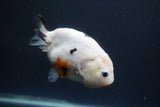 Milk Cow Ranchu  Calico 4 Inch (ID#1004R9a-63) Free2Day SHIPPING