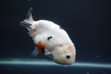 Milk Cow Ranchu  Calico 4 Inch (ID#1004R9a-63) Free2Day SHIPPING