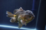 Short Body Thai Oranda  Bronze 4 Inch (ID#1008To14b-69) Free2Day SHIPPING