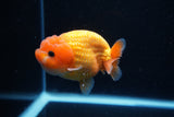 Ranchu  Red White 3.5 Inch (ID#1112R5c-107) Free2Day SHIPPING