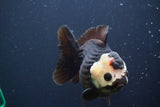 Short Body Thai Oranda  Panda 4.5 Inch (ID#902To14a-79)