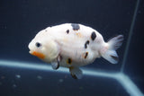 Milk Cow Ranchu  Calico 4 Inch (ID#1004R9a-63) Free2Day SHIPPING