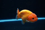 Ranchu  Red White 3.5 Inch (ID#1112R5c-107) Free2Day SHIPPING