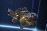 Short Body Thai Oranda  Bronze 4 Inch (ID#1008To14b-69) Free2Day SHIPPING