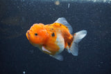 Yuan Bao Oranda  Calico 4 Inch (ID#1206To10b-80) Free2Day SHIPPING