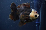 Short Body Thai Oranda  Panda 4.5 Inch (ID#902To14a-79)