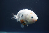 Milk Cow Ranchu  Calico 4 Inch (ID#1004R9a-63) Free2Day SHIPPING