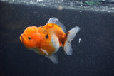 Yuan Bao Oranda  Calico 4 Inch (ID#1206To10b-80) Free2Day SHIPPING