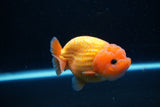 Ranchu  Red White 3.5 Inch (ID#1112R5c-107) Free2Day SHIPPING