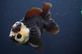 Short Body Thai Oranda  Panda 4.5 Inch (ID#902To14a-79)