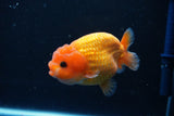 Ranchu  Red White 3.5 Inch (ID#1112R5c-107) Free2Day SHIPPING