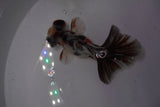 Butterfly  Calico 3.5 Inch (ID#1220B8b-44) Free2Day SHIPPING