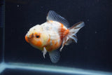 Yuan Bao Oranda  Calico 3.5 Inch (ID#1231Yb10b-61) Free2Day SHIPPING