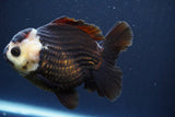 Short Body Thai Oranda  Panda 4.5 Inch (ID#902To14a-79)