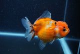 Yuan Bao Oranda  Calico 4 Inch (ID#1206To10b-80) Free2Day SHIPPING