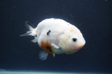 Milk Cow Ranchu  Calico 4 Inch (ID#1004R9a-63) Free2Day SHIPPING