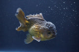 Short Body Thai Oranda  Bronze 4 Inch (ID#1008To14b-69) Free2Day SHIPPING