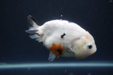 Milk Cow Ranchu  Calico 4 Inch (ID#1004R9a-63) Free2Day SHIPPING