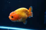 Ranchu  Red White 3.5 Inch (ID#1112R5c-107) Free2Day SHIPPING