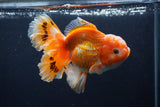 Thai Oranda  Red White 5 Inch (ID#1231To2b-56) Free2Day SHIPPING