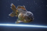 Short Body Thai Oranda  Bronze 4 Inch (ID#1008To14b-69) Free2Day SHIPPING