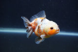 Yuan Bao Oranda  Calico 3.5 Inch (ID#1231Yb10b-61) Free2Day SHIPPING