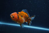 Yuan Bao Oranda  Calico 4 Inch (ID#1206To10b-81) Free2Day SHIPPING