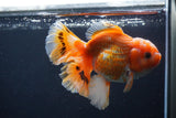 Thai Oranda  Red White 5 Inch (ID#1231To2b-56) Free2Day SHIPPING