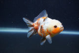 Yuan Bao Oranda  Calico 3.5 Inch (ID#1231Yb10b-61) Free2Day SHIPPING