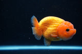 Ranchu  Red White 3.5 Inch (ID#1112R5c-107) Free2Day SHIPPING