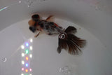 Butterfly  Calico 3.5 Inch (ID#1220B8b-44) Free2Day SHIPPING