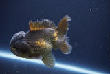 Short Body Thai Oranda  Bronze 4 Inch (ID#1008To14b-69) Free2Day SHIPPING