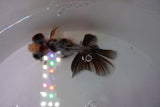 Butterfly  Calico 3.5 Inch (ID#1220B8b-44) Free2Day SHIPPING