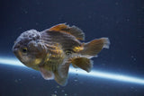 Short Body Thai Oranda  Bronze 4 Inch (ID#1008To14b-69) Free2Day SHIPPING