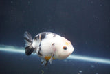 Milk Cow Ranchu  Calico 3.5 Inch (ID#1004R9a-64) Free2Day SHIPPING