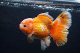 Thai Oranda  Red White 5 Inch (ID#1231To2b-56) Free2Day SHIPPING