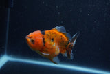 Yuan Bao Oranda  Calico 4 Inch (ID#1206To10b-81) Free2Day SHIPPING